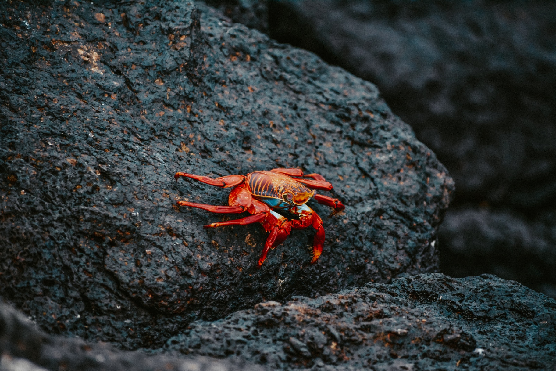 Un crabe Sally-pied-léger éclatant sur la roche volcanique noire