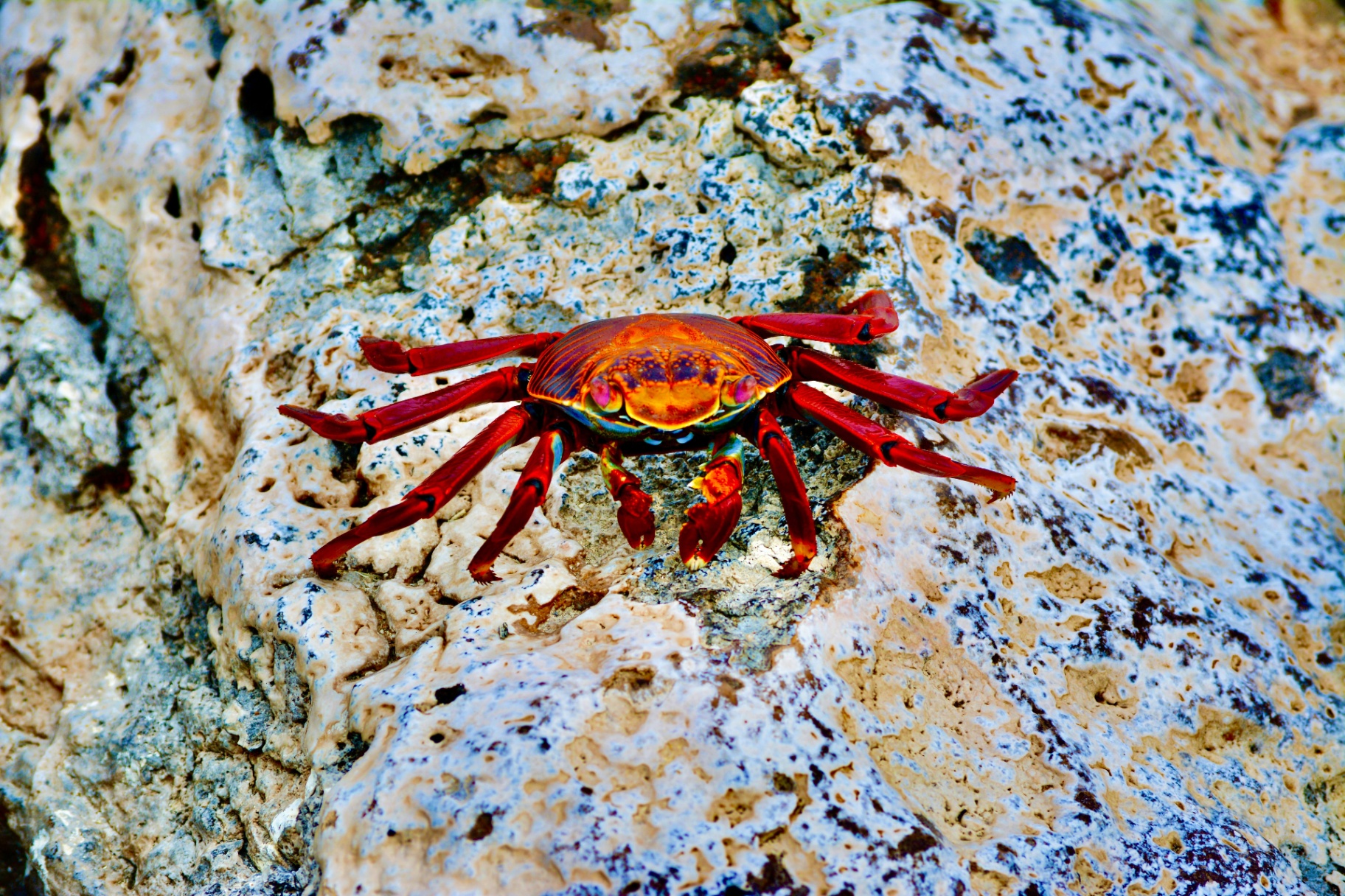 Un crabe Sally Lightfoot sur pierre pâle blanchie par le soleil, Galápagos