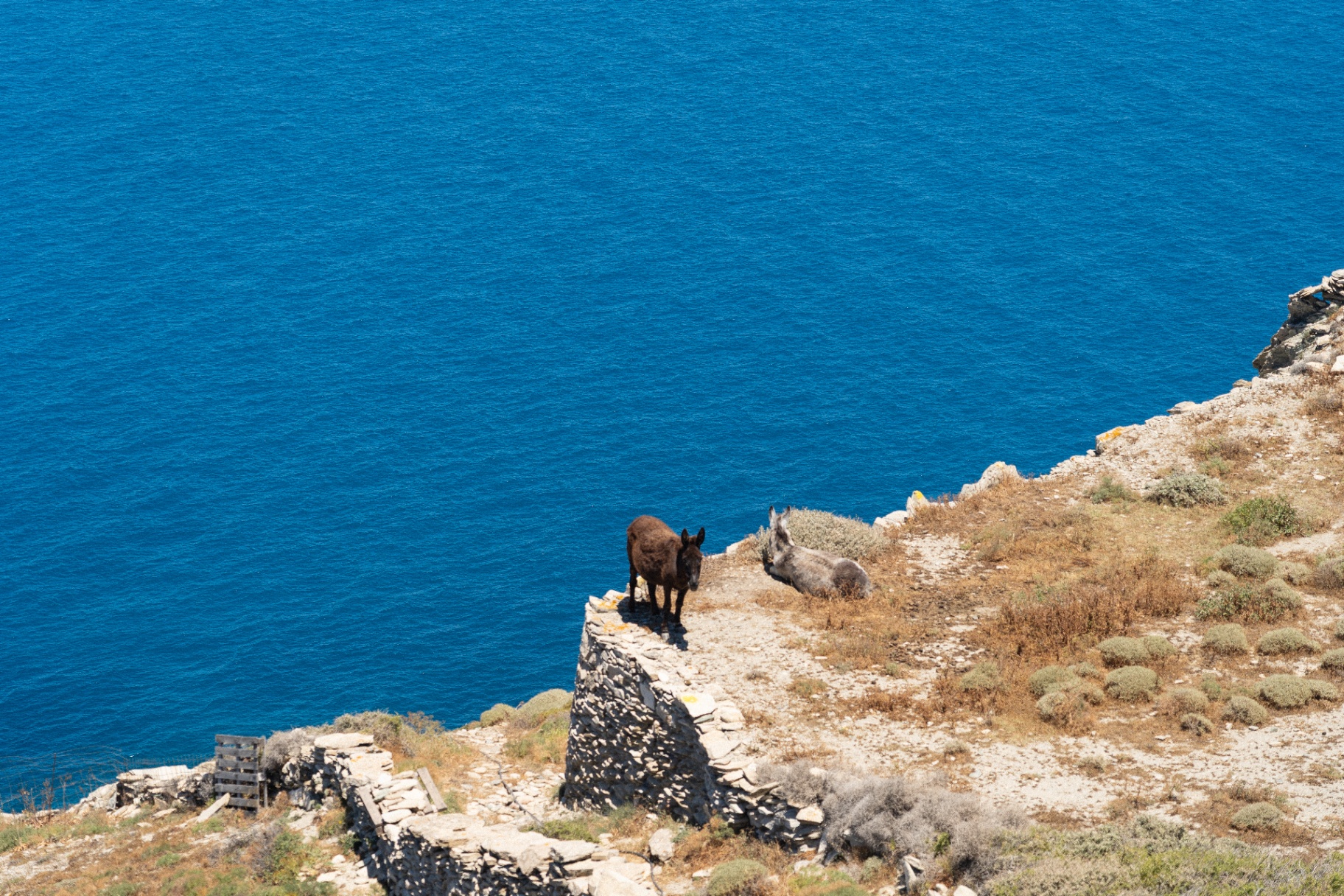 Deux ânes reposant sur un mur de pierre au-dessus de la mer d'un bleu profond, Folegandros